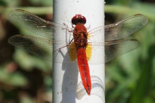 Trithemis kirbyi - Feuerroter Sonnenzeiger (Gefleckter Sonnenzeiger)